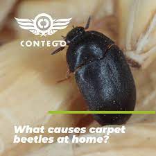 what causes carpet beetles at home