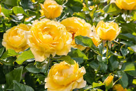 yellow rose garden images browse 524