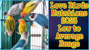 love birds mutations 2023 love birds