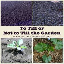 to till or not to till the garden