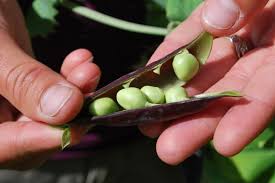 growing peas how to plant grow and