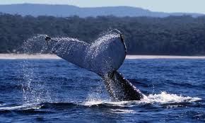 They can grow up to 16 metres long (52 feet) and weight around 36,000 kg (79. Australia Warned Humpback Whales Still In Danger As Government Moves To Take Them Off Threatened Species List Whales The Guardian