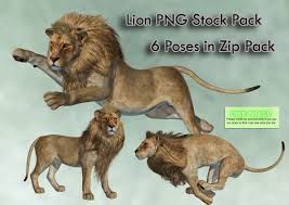 lion png stock pack by roy3d on deviantart