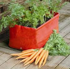 growing carrots in a container