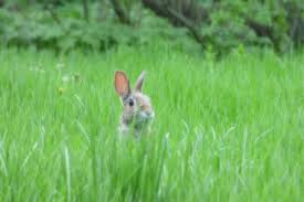 12 Rabbit Resistant Plants For Your
