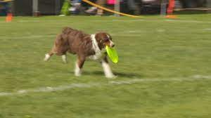 16th annual dog bowl returns to frankenmuth