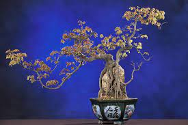 Bonsai Boy S Flowering Gardenia Bonsai