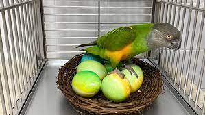 senegal parrot macaw hybrid
