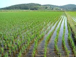 В Індії з'являються перші стійкі до гербіцидів і не містять ГМ сорти рису | ІАС "Аграрії разом"