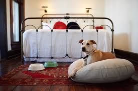 dog friendly hotels in san antonio