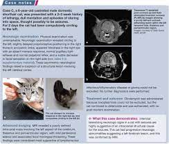 recur seizures in cats diagnostic