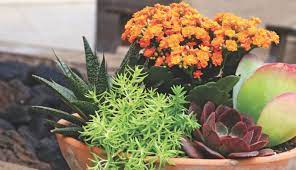 Succulent Combinations Why And How