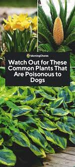 dogs plants poisonous to dogs plants