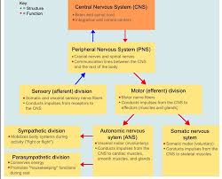 pns perpheral nervous system