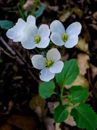 Cardamine californica Calflora