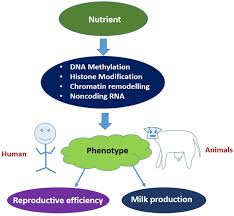 epigenetics and gene nutriment nurture