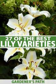 27 of the best lily varieties