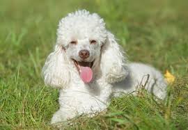 This is a very trendy cut for miniature poodles, and it isn't difficult to work out why: Miniature Poodle Dogster