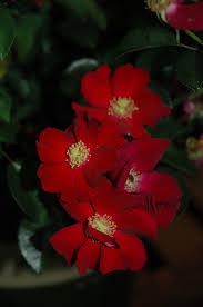 flower carpet red rose rosa flower
