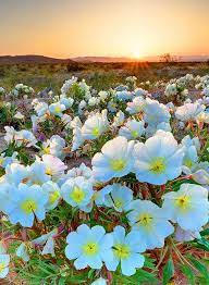 Your joshua tree spring stock images are ready. Desert Tissue Spring Flowers Joshua Tree National Park Nature Desert Flowers Spring Flowers