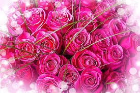 beautiful bouquet pink roses flower