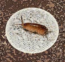 pest control for sand fleas