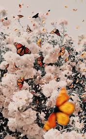 Butterfly Aesthetic, butterflies, cute ...