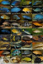 94 Best African Cichlids Images African Cichlids Cichlids