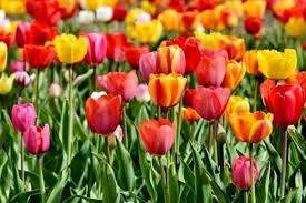 You'll find tulips in deep shades like maroon, black and purple as well as tulips in pure white, cream and palest yellow. 10 Beautiful Cup Shaped Flowers Urban Garden Gal