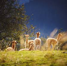 alpaca and llama pasture seed great