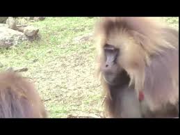 monkey lip smacking resembles human