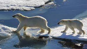 melting arctic ice sees 56 hungry polar