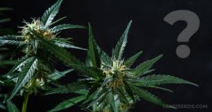 La pea è presente in fbiro24! Come Scegliere Una Varieta Di Cannabis Medicinale Sensi Seeds