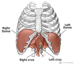 Which organ sits in the v part of the ribs : The Diaphragm Actions Innervation Teachmeanatomy