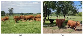 challenges of pasture feeding