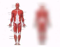 These muscle names are based on the muscles' resemblance to some objects. Anterior Muscle Names Diagram Quizlet