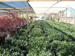 Plant Nursery In Damascus Md