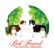 red forrest australian shepherds