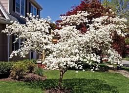 View Our Trees Shrubs Evergreen
