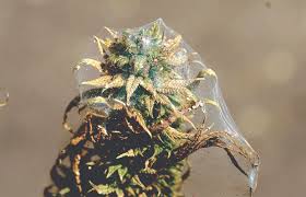 Spider Mites Public Enemy 1 Of The Indoor Garden Cannabis Now