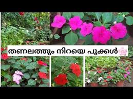 Chinese Balsam Impatiens Care