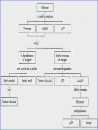 Protein Synthesis Worksheet Answers Protein Synthesis