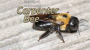 Protective insecticide sprays applied to wood surfaces are effective for only a short period even when repeated every few weeks. Spiritual Meaning Of Carpenter Bees Symbols And Synchronicity