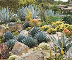 How To Start A Cactus Garden Payne S