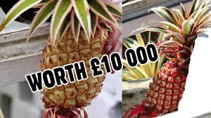 most expensive fruit pineapple grown