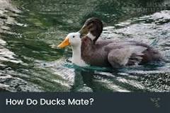 do-ducks-get-pregnant