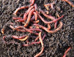 benefits of earthworms in the garden