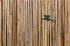 Comment faire un panneau en bambou ?