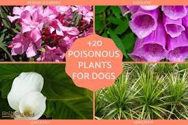 What Plants Are Poisonous To Dogs 20