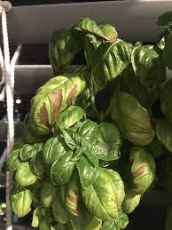 browning of basil leaves plants and